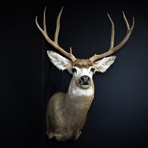 West Texas Mule Deer Shoulder Mount Taxidermy