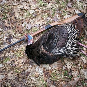 USA Hunting Turkey