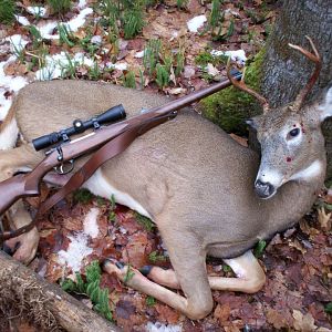 USA Hunting White-tailed Deer