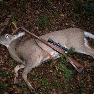 Hunt White-tailed Deer in USA