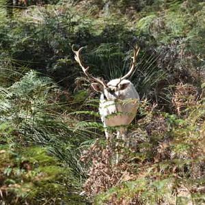 Fallow Deer Australia