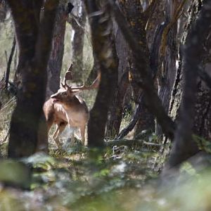 Fallow Deer Australia