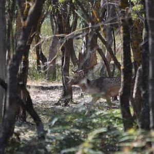 Fallow Deer Australia