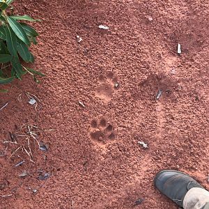 Leopard Track Namibia