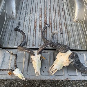 Impala,  Kudu & Cape Buffalo European Skull Mount