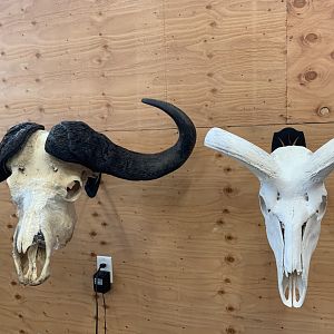 Cape Buffalo & Kudu European Skull Mount