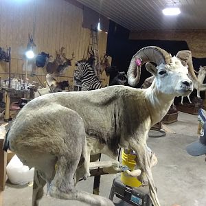 Fannin Sheep Full Mount Taxidermy