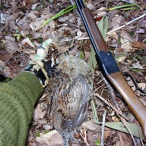 Prairie-chickens Hunting USA