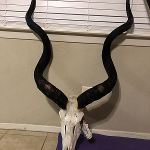 Kudu European Skull Mount Taxidermy