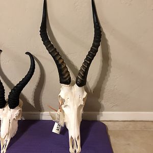 Blesbok European Skull Mount Taxidermy