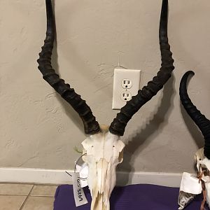 Impala European Skull Mount Taxidermy