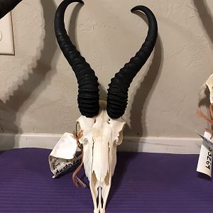 Springbok European Skull Mount Taxidermy