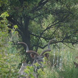 Kudu in South Africa