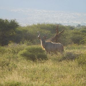 Kudu in South Africa