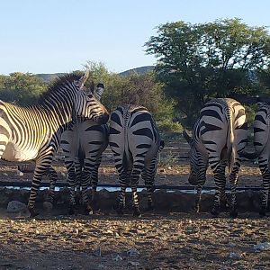 Hartmann's Mountain Zebra Namibia