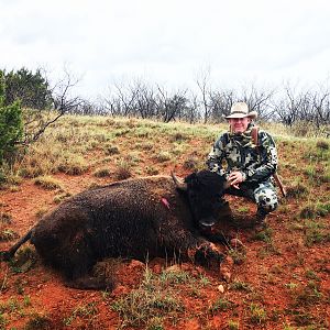 Hunt Bison in Texas USA