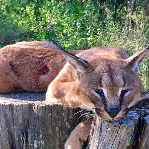 South Africa Hunt Caracal