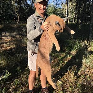 Hunting Caracal in South Africa