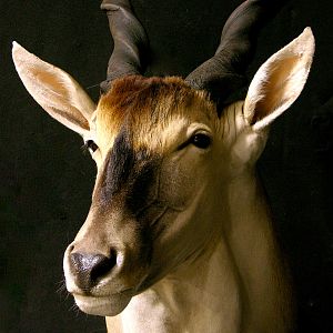 Eland Shoulder Mount Taxidermy