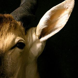 Eland Shoulder Mount Taxidermy