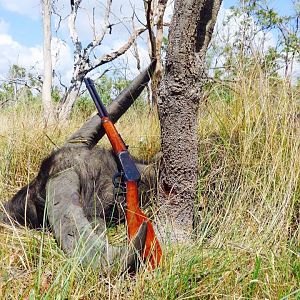 Hunting Asiatic Water Buffalo in Australia