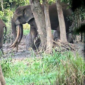 Old tusker Forest Elephant from Dzanga Sangua Bai in CAR