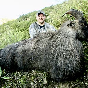 Tahr Hunting New Zealand- Free range, wild, on foot, private land