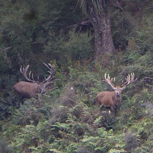 New Zealand Red Stag