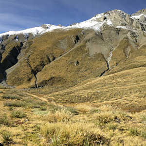 Glassing Tahr