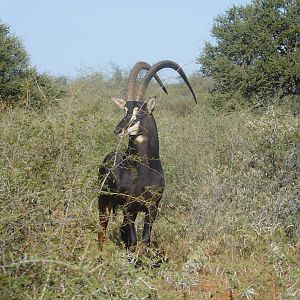 Sable Antelope South Africa