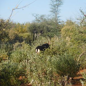 Sable Antelope South Africa