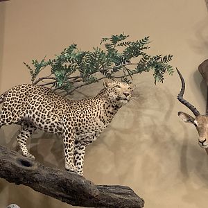 Leopard Full Mount Taxidermy