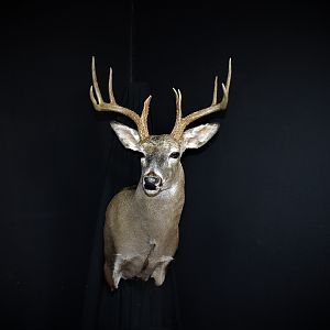 South Texas White-tailed Deer Shoulder Mount Taxidermy