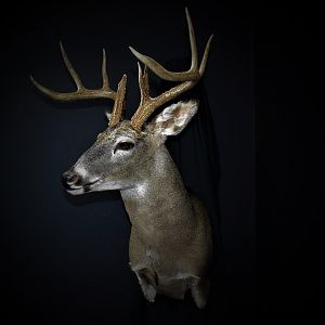 South Texas White-tailed Deer Shoulder Mount Taxidermy