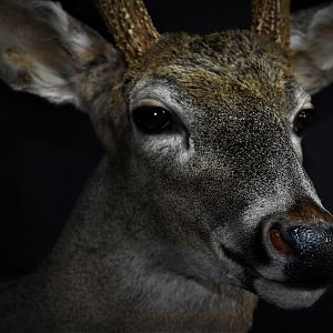 South Texas White-tailed Deer Shoulder Mount Taxidermy