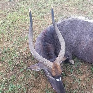 Nyala Hunt South Africa