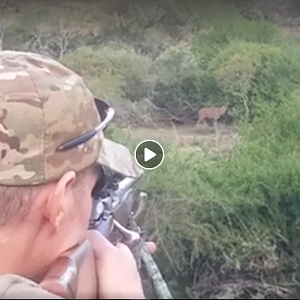 Hunting Kudu South Africa