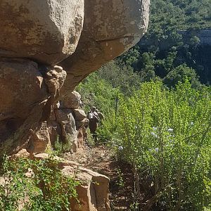 South Africa Hunting Bushbuck