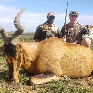 South Africa Hunt Red Hartebeest