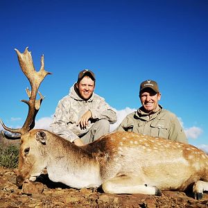 Hunt Fallow Deer in South Africa