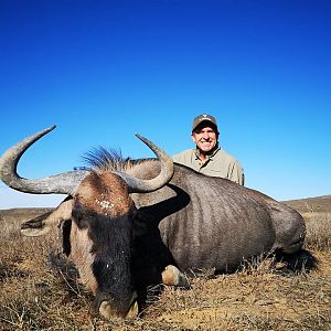 Hunting Blue Wildebeest in South Africa