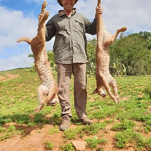 Hunting Caracal in South Africa