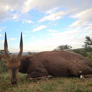 Hunt Bushbuck South Africa