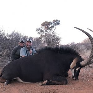 Sable Antelope Hunt South Africa