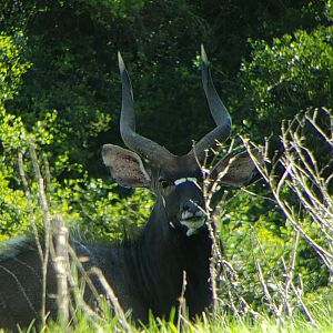 Nyala South Africa