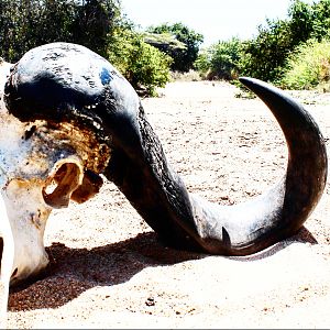 Cape Buffalo Skull