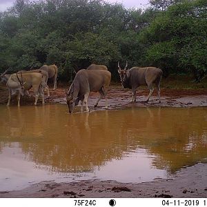 nice eland bulls