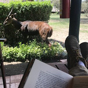 This bushbuck came to visit me while reading a few minutes ago outside my tent.