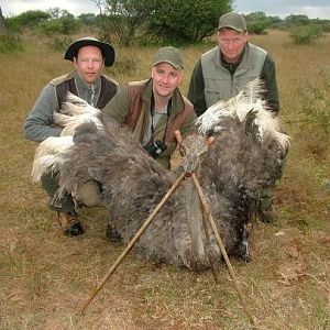 South Africa Hunt Female Ostrich