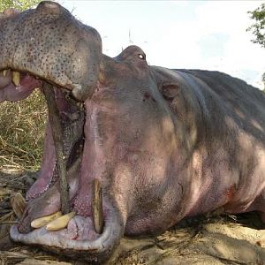 Hunting Hippo in South Africa